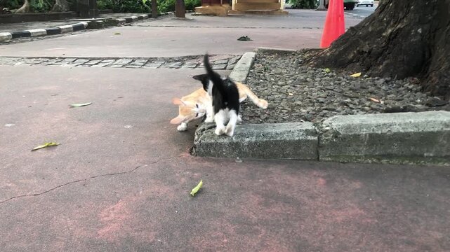 Two young kittens, one ginger and white, the other black and white, playfully tussling on a paved outdoor area near a tree.