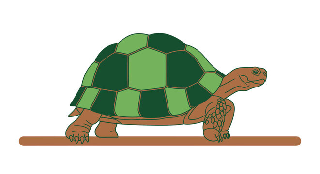 Side view illustration of a tortoise with a green patterned shell walking slowly
