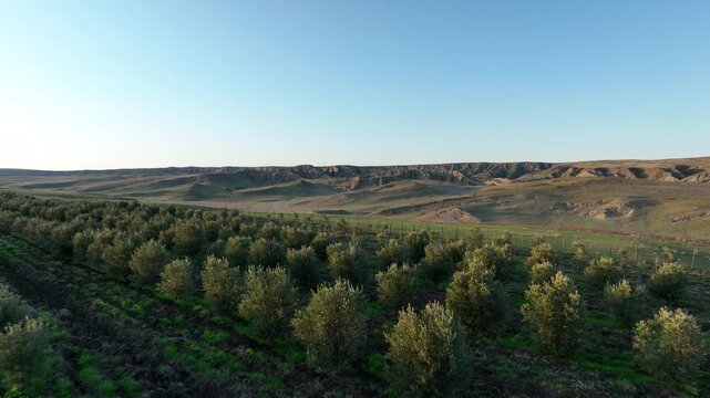 Drone footage flying over an expansive olive grove. The video highlights the organized structure of the orchard with healthy olive saplings and dark cultivated soil under a bright sky
