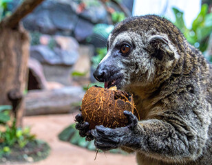 Fototapeta premium Captivating closeup of a mongoose lemur holding a coconut with nimble hands while eating. Ideal for wildlife conservation, animal behavior, and educational nature content themes.