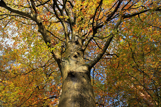 M&auml;chtige alte Buche im Herbstlaub, sie wirkt wie ein riesiges Baumwesen mit ausgereckten Armen. Als Baumgeister werden Naturgeister bezeichnet, deren Existenz mit Einzelb&auml;umen verbunden ist.