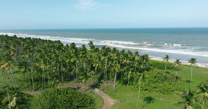 Dense Palm Grove On Pristine Coastline With Dirt Path And Ocean View In Morrocoy, Venezuela. wide drone shot