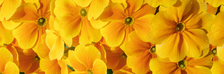Obraz premium Bright yellow flowers arranged closely together in a vibrant display outdoors during springtime