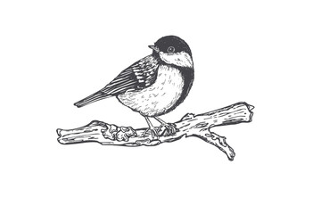 Small chickadee great tit perched on branch. Hand drawn wild songbird sketch isolated illustration. Titmouse bird vintage style wildlife art for nature decor and print design. Simple ink drawing. © Masha_tolk_art