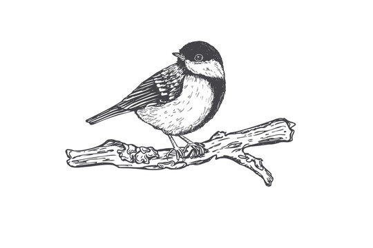 Small chickadee great tit perched on branch. Hand drawn wild songbird sketch isolated illustration. Titmouse bird vintage style wildlife art for nature decor and print design. Simple ink drawing.