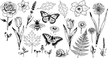 Botanical Elements With Insects And Flowers Hand Drawn Sketch © Ishtiaq