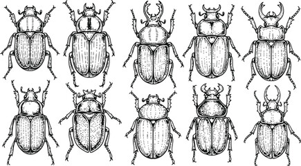Collection of detailed beetle illustrations in a clean studio setting with ample negative space for design © Ishtiaq