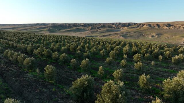 Drone footage flying over an expansive olive grove. The video highlights the organized structure of the orchard with healthy olive saplings and dark cultivated soil under a bright sky