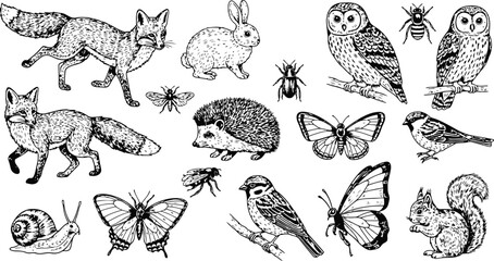Collection of Woodland Creatures and Insects in Detailed Sketch Style for Design Projects © Ishtiaq