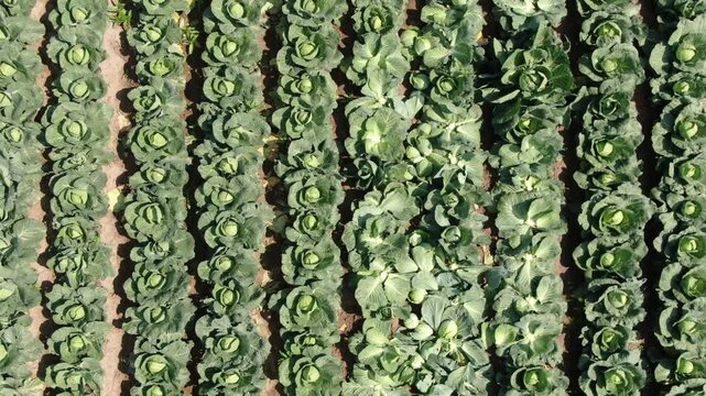 Top down drone descent above cabbage plantation