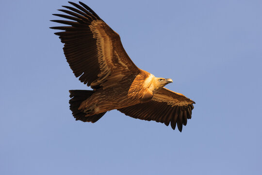 Griffon vulture (Gyps fulvus) gliding in flight.