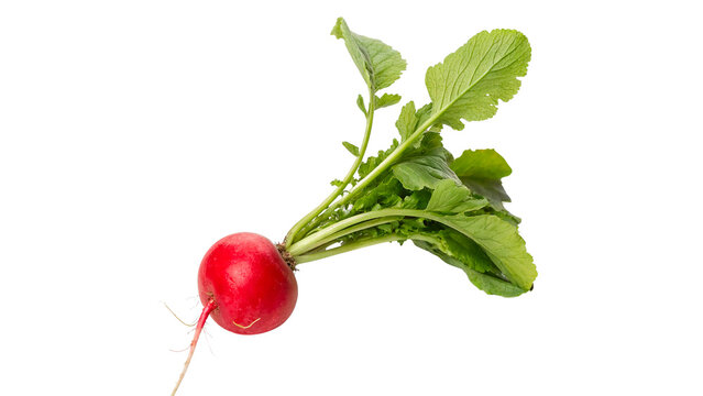 Fresh red radish with green leaves grown in a garden during daytime in spring season isolated on transparent background	