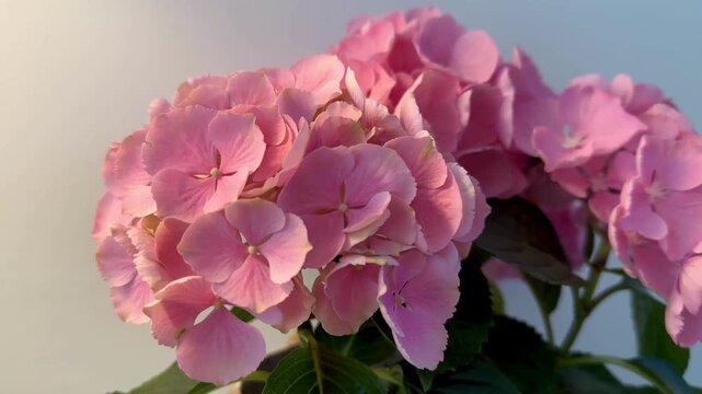 Hydrangea pink flower on the white background macro