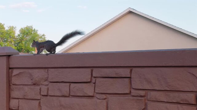 squirrel jumping and running on suburban fence
