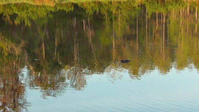 alligator swimming in lake with tree reflections