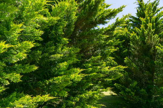 Dense cluster of evergreen trees cupressocyparis Leylandii forms lush, green canopy in park Adler resort near Sochi. Sunlight filters through the foliage, casting dappled light and shadow