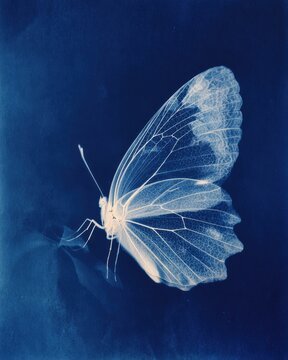 Minimal cyanotype butterfly with translucent wings, detailed photogram in deep Prussian blue tones. Elegant alternative photography with fine textures and soft gradients, ideal for modern design