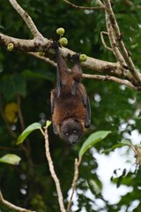 Ryukyu flying fox (Yaeyama flying fox) hanging on cluster fig tree Ficus variegata, Iriomote Island Japan wildlife behavior © Hiroyuki Kato