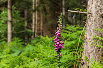 A purple foxglove (Digitalis purpurea) growing in woodland, standing out against a soft green forest background in a natural setting. © Son of Leòd Photo