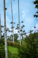 Fototapeta premium Image showing a group of wax palms, palm trees over 20 meters tall. These forests are located in Colombia, Quindio department in a place called the Cocora Valley.