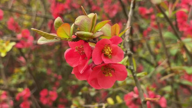 Delicate pink flowers open beautifully on a slender branch surrounded by fresh green leaves. The soft petals feel tender and full of life in the warm light. This close-up view brings a sense of joy.
