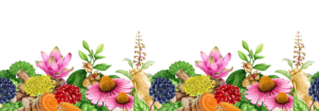 Medicinal herbs seamless border clipart watercolor, hand drawn botanical composition with flowers and berries for herbal design, natural medicine, png isolated illustration.