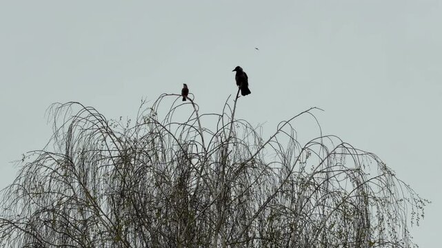 Two dark birds sit peacefully on thin branches high above the ground. The scene feels quiet, lonely, and still against the vast gray sky. Their small silhouettes create a sense of calm isolation.