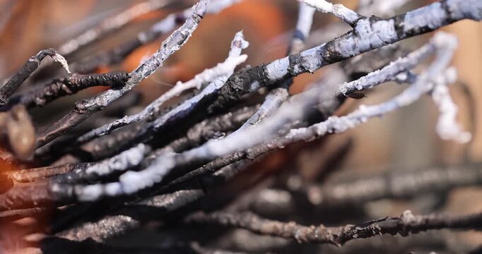 Wood burns with heat in a campfire, dry organic wood with a charred surface and layers of white ash in an outdoor campfire with an authentic look and clear details of burning branches.
