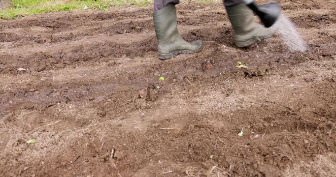 Farmer watering freshly sown seeds in furrows