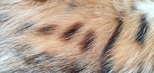 The soft texture of brown cat fur. The natural texture of a spotted cat's fur. The texture of a brown fur coat with spots. Natural animal fur. Fashion and design, interior design. © Nataly G