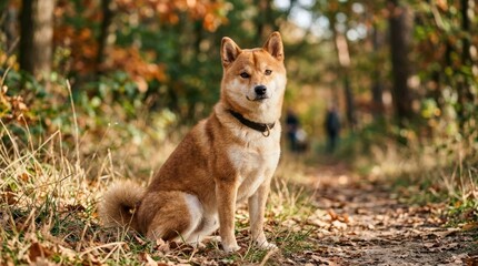 Fototapeta premium Shiba Inu dog outdoors with alert expression, charming pet portrait, natural daylight, warm fur texture, shallow depth of field, realistic detail, no logos