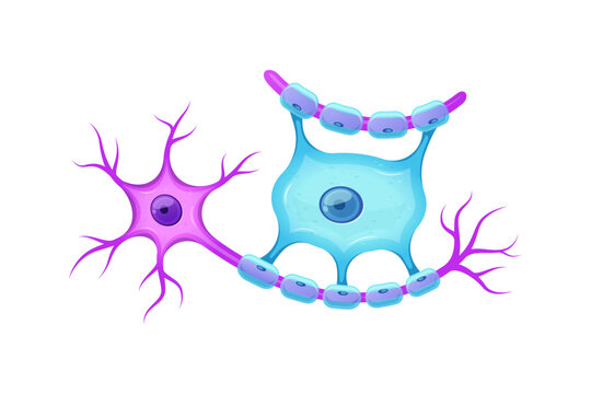 Oligodendrocyte vector isolated on white background. Glial cells.