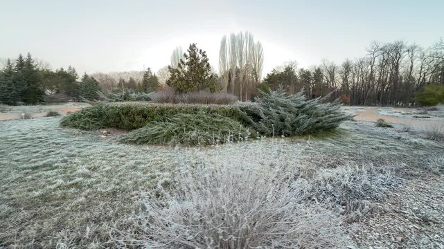 Delicate frost blankets the grass and low bushes in a wide botanical garden. This peaceful winter landscape feels cold, crisp, and wonderfully still during the early morning hours.
