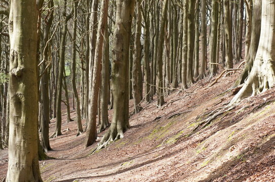 Dense Beech Forest in Soft Natural Light. Thick beech trees and green foliage forming a natural forest background, calm outdoor environment, no people.