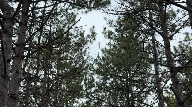 Thick evergreen branches shake against a pale sky. The movement creates a deep whooshing sound that fills the air. It feels peaceful yet powerful as nature breathes through the woods.