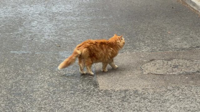 A long-haired orange cat strolls purposefully across a gray paved surface. This candid shot captures the independent and curious spirit of a feline explorer on a quiet journey.