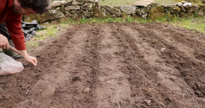 Farmer planting seeds in a furrow by hand