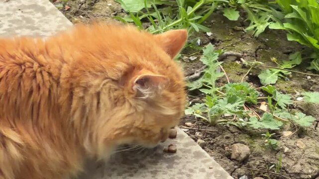 A long-haired orange cat enjoys a quiet meal on a stone path. This heartwarming scene captures the peaceful and content feeling of a pet dining in a lush, natural garden setting.