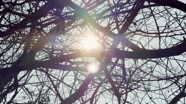 Golden sunlight pierces through a network of dark, leafless winter branches. This glowing scene creates a hopeful and warm feeling of a new beginning. The light creates beautiful colorful flares.