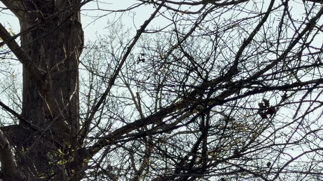 Bare winter branches stretch toward a pale sky. The textured bark and tangled limbs create a feeling of quiet solitude and stillness. Nature rests peacefully in the cool morning light.