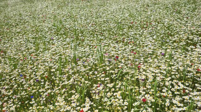 Park called Library of Trees in Milan, Lombardy, Italy