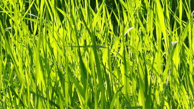 Bright green blades of grass glow as they soak up the sun in a summer meadow. The scene feels energetic, fresh, and full of life. It is a peaceful moment in the heart of nature.