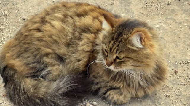 A long-haired tabby cat sits comfortably on the dry earth. This beautiful feline looks calm and curious as it gazes to the side. The soft fur and peaceful pose create a warm, cozy feeling.