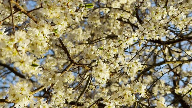 Dense clusters of white flowers bloom beautifully against a bright blue sky. This cheerful scene captures the pure magic of springtime renewal. It feels light, airy, and full of natural life.