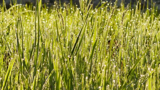 Tiny dew droplets sparkle on tall blades of green grass during a bright sunrise. This refreshing scene evokes a peaceful, hopeful feeling of a new day. The field glows with natural beauty.