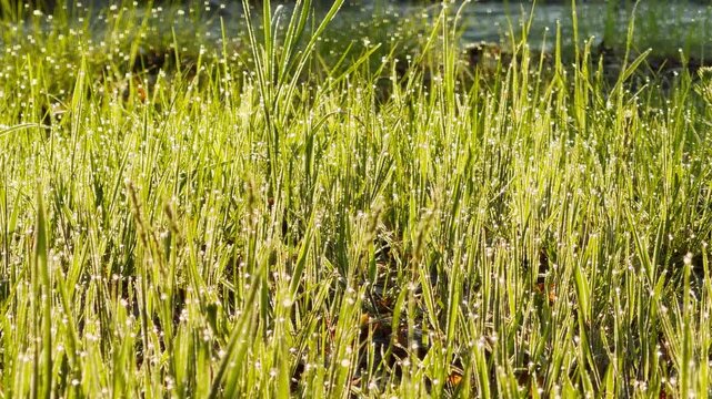 Shiny water droplets cling to blades of vibrant green grass in the morning light. This refreshing scene feels full of life and morning magic. The sparkling field creates a joyful, calm mood.