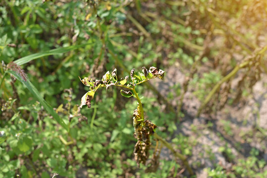 Diseased potato plant. Late blight in potato crop, brittle brown leaves and dying foliage. Impact of fungal pathogens on sustainable agriculture and food production. Phytophthora infestans infection