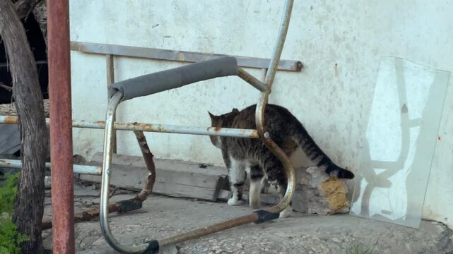 A brisk tabby cat walks purposefully along a concrete path. The motion blur creates a sense of hurried energy against the weathered wall. This wandering feline looks determined and free.