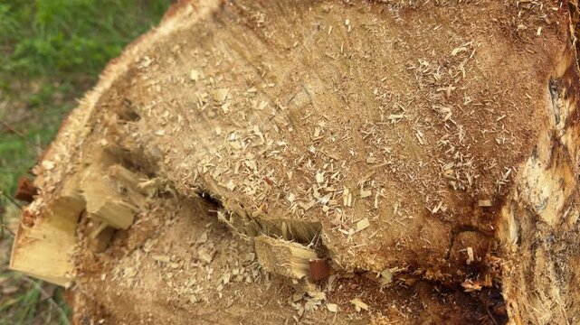 A large, rough tree stump sits on the ground after being cut down. Yellow sawdust covers the raw wood, creating a feeling of change and nature. This detailed view shows the life left behind.