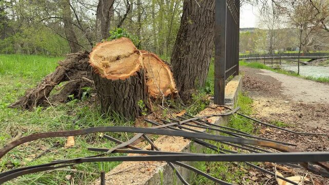 A freshly cut tree trunk remains near a crushed iron fence along a walking path. The scene feels heavy and quiet after the destructive event. A bridge and river flow calmly in the distance.